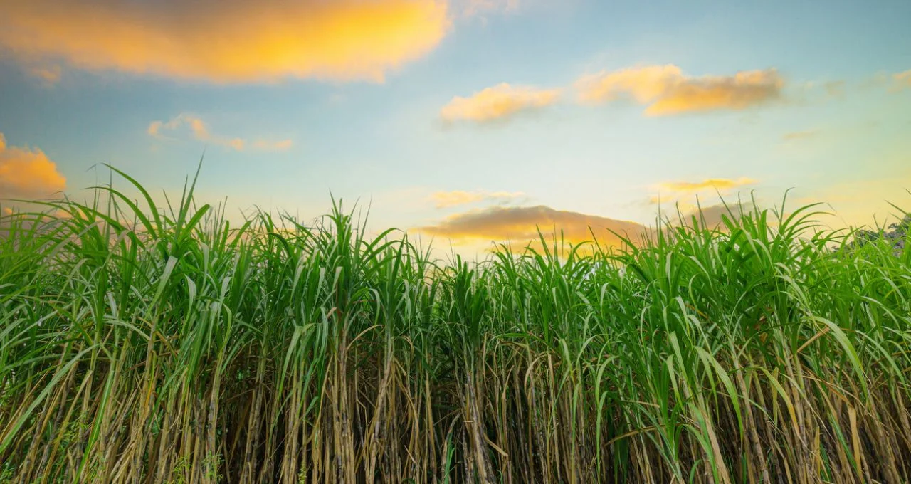 StoneX reduz previsão de açúcar e eleva etanol: Entenda o impacto no mercado global e o que esperar para 2026/27