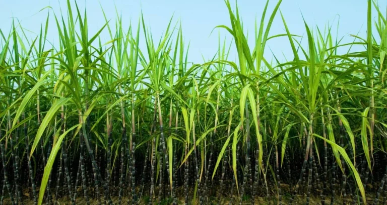 Açúcar em alta em Nova York: Previsão de déficit global impulsiona preços e surpreende mercado