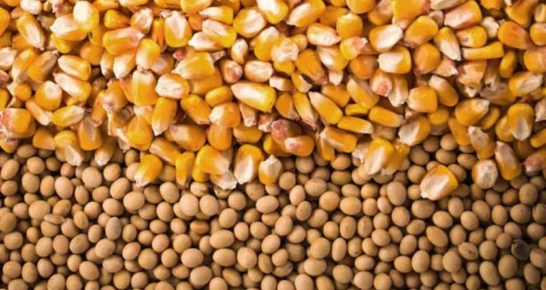 Milho e Soja Disparam em Chicago: Créditos de Biocombustíveis e Novas Regras do Tesouro dos EUA Impulsionam Preços