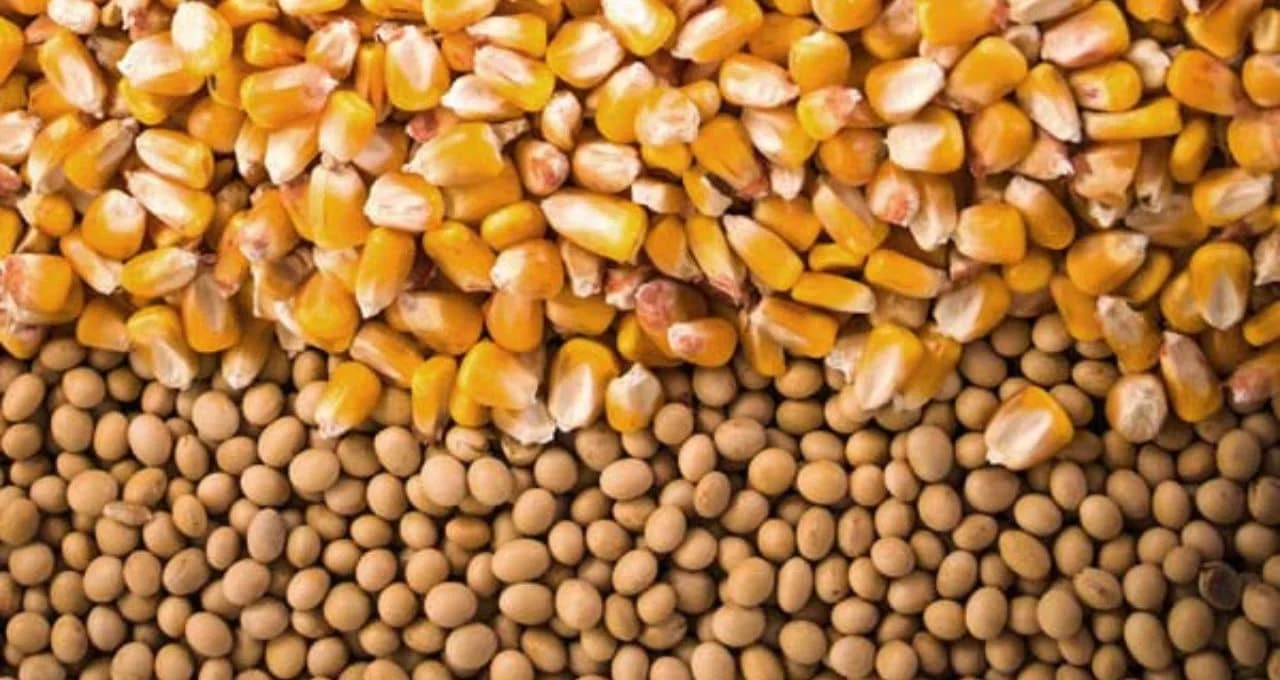 Milho e Soja Disparam em Chicago: Créditos de Biocombustíveis e Novas Regras do Tesouro dos EUA Impulsionam Preços