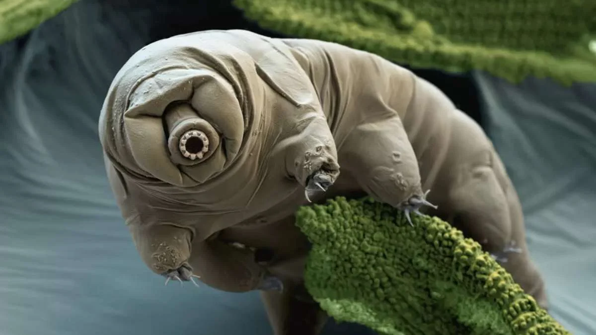 Guerra Nuclear? Tardígrado, o “Urso-d’Água”, Sobreviveria ao Fim do Mundo e Derrota Trump e Putin