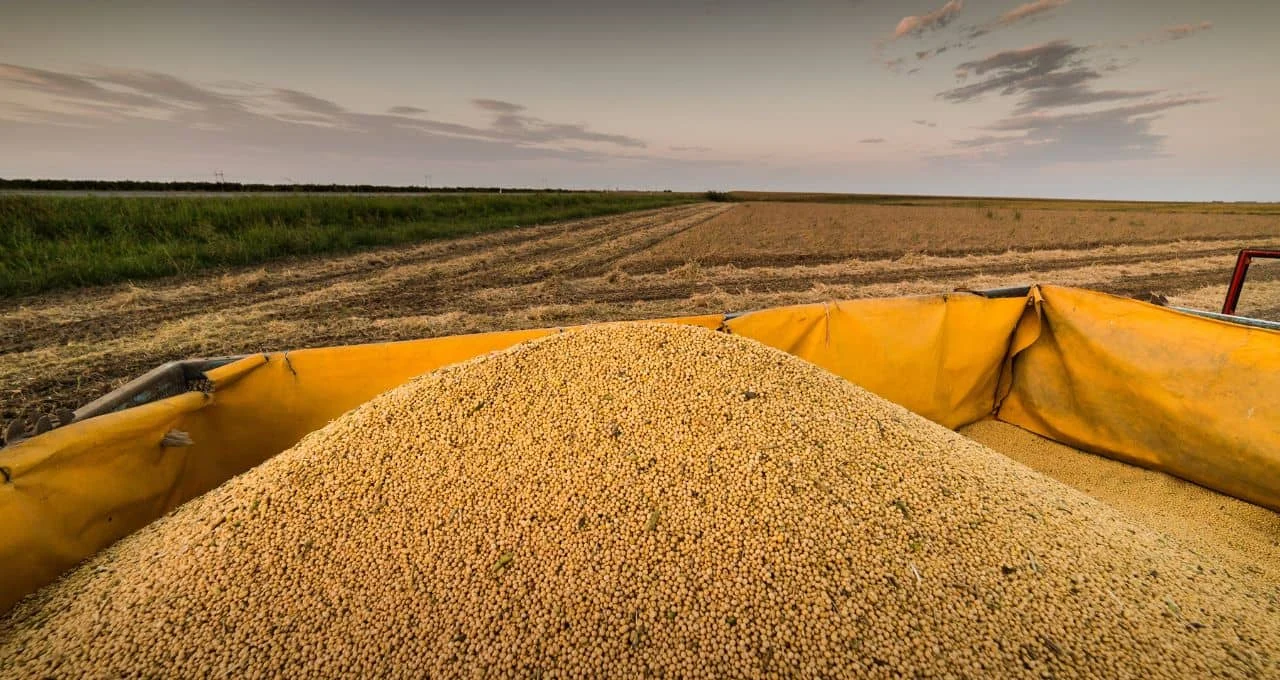 China Paga Mais Caro por Soja dos EUA em Compra Estratégica para Agradar Trump Antes de Visita ao País