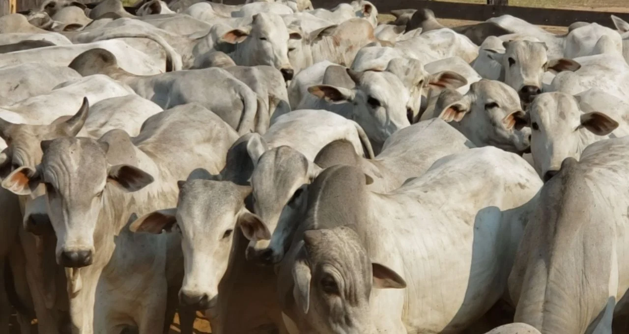 JBS e Minerva: UBS BB recomenda compra e vê potencial de dividendos, mas MBRF3 fica neutra