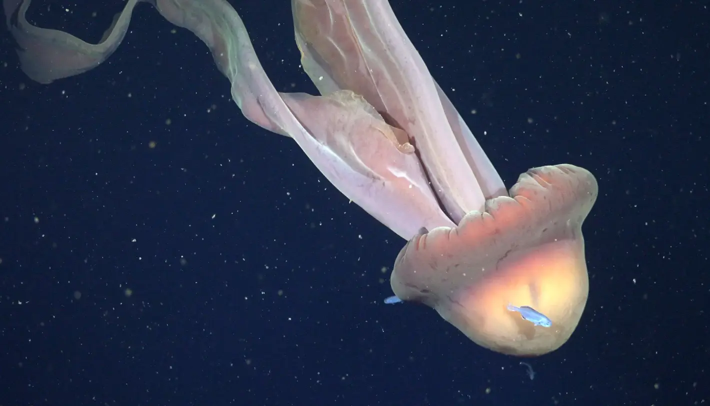 Flamengo x Sampaio Corrêa: Onde assistir ao jogo da Taça Guanabara hoje e confira a situação das equipes