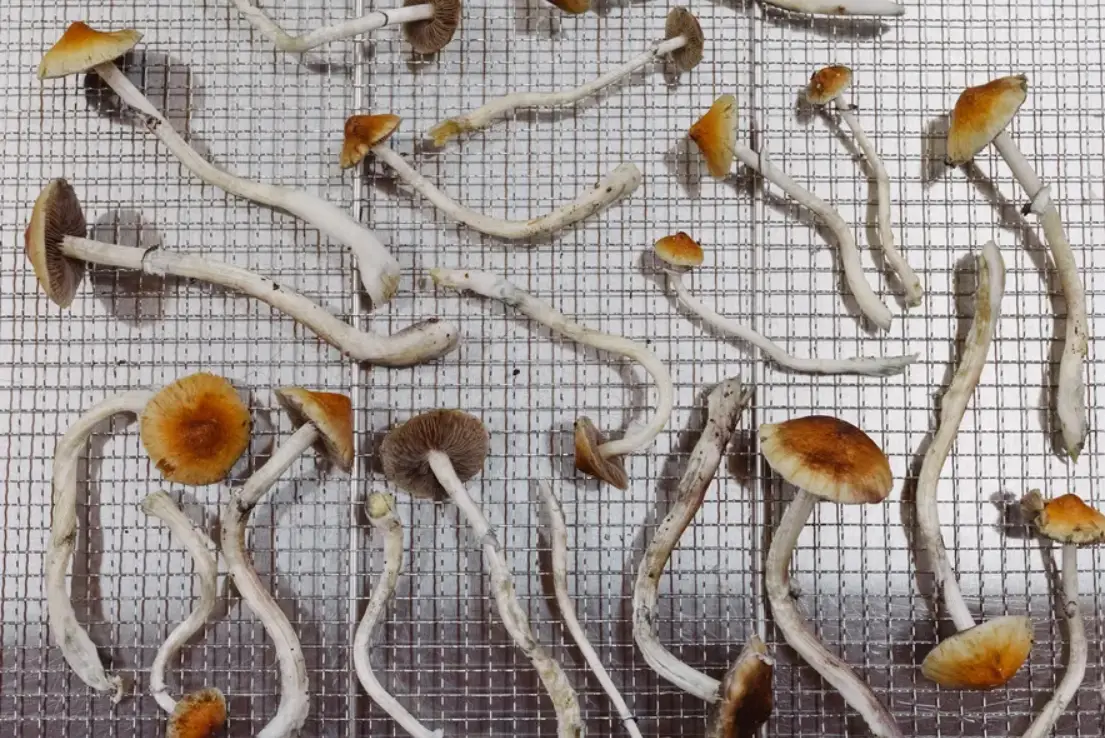 Vírus da Raiva Revela Segredo da Psilocibina no Cérebro Contra Depressão: Cogumelos Mágicos Desfazem Ciclos de Pensamento Negativo