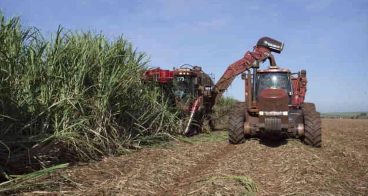 São Martinho (SMTO3): Lucro disparam 168,5% no 3T26 com créditos e derivativos, mas Ebitda e receita caem