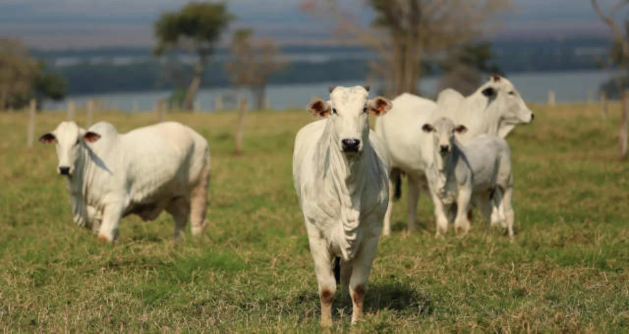 BTG Pactual Recomenda JBS: Frigorífico Único com Dividend Yield de 6% e Preço Atrativo para Investidores