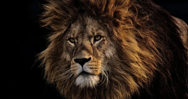 Imposto de Renda 2026: Como declarar contas globais e ativos no exterior sob a nova ‘Lei das Offshores’ e evitar multas