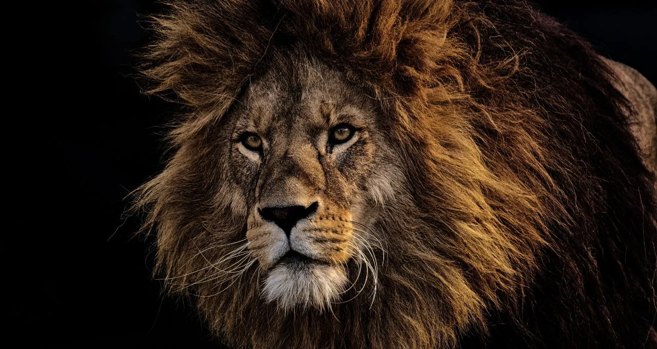 Imposto de Renda 2026: Como declarar contas globais e ativos no exterior sob a nova ‘Lei das Offshores’ e evitar multas