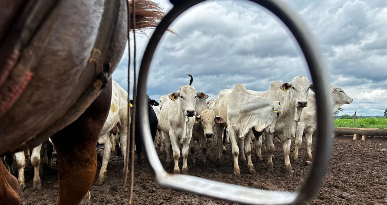 Ano do Cavalo: Corrida de Frigoríficos e Produtores por Cotas e Ciclo do Boi em 2026 Revela Disputa Acirrada com a China