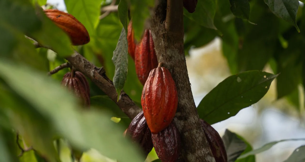 Cacau em Queda Livre: Futuros Afundam Mais de 10% na Semana, Café Também Sente o Baque e Recua 4,2%