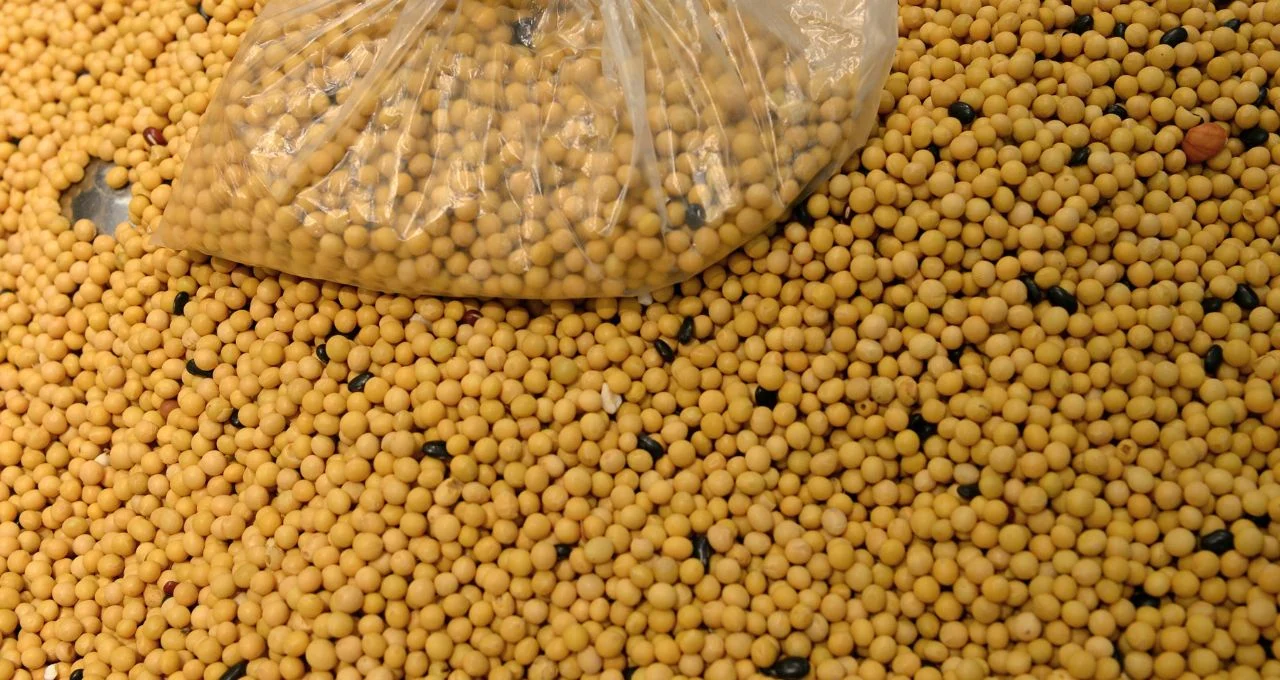 Soja Dispara: China e Biocombustíveis Impulsionam Preços a Máxima de 3 Meses em Chicago