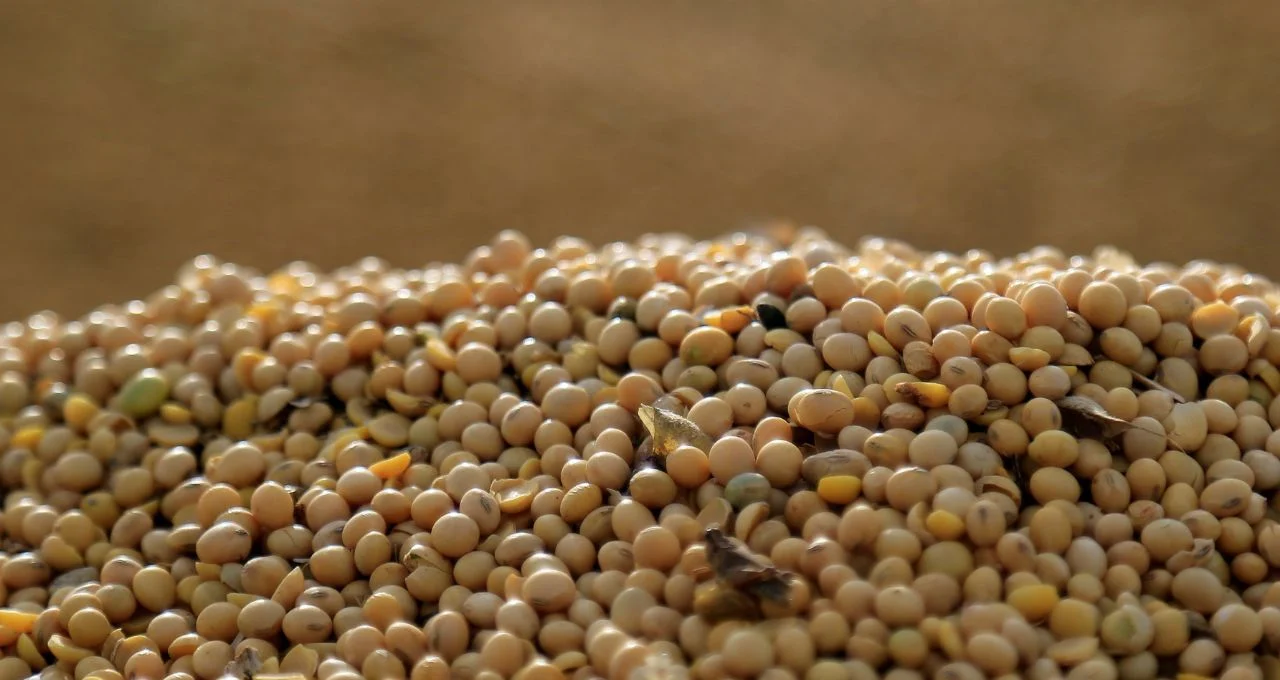 Guerra no Oriente Médio e Dados Americanos Criam Montanha-Russa para Grãos em Chicago, Soja e Trigo Lutam por Ganhos