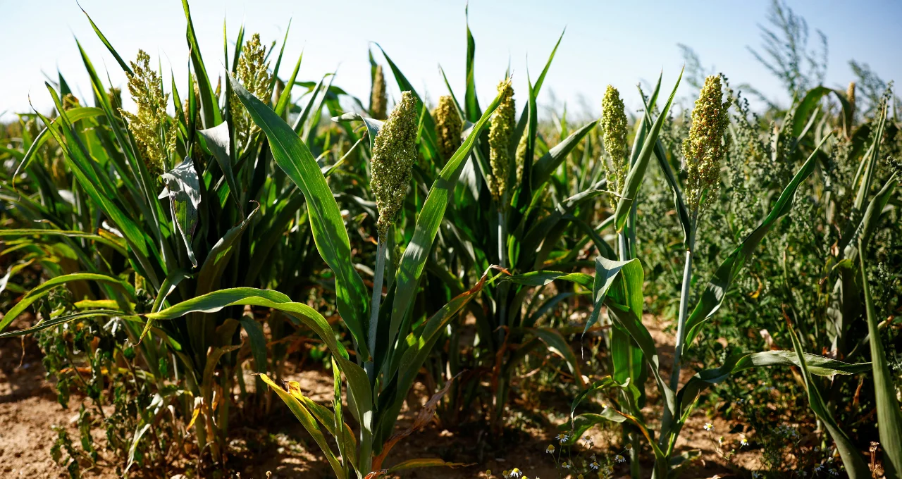 Sorgo Brasileiro Ganha Mercado na China: Exportações Impulsionadas no 2º Semestre, Diz Gigante Chinesa Hang Tung