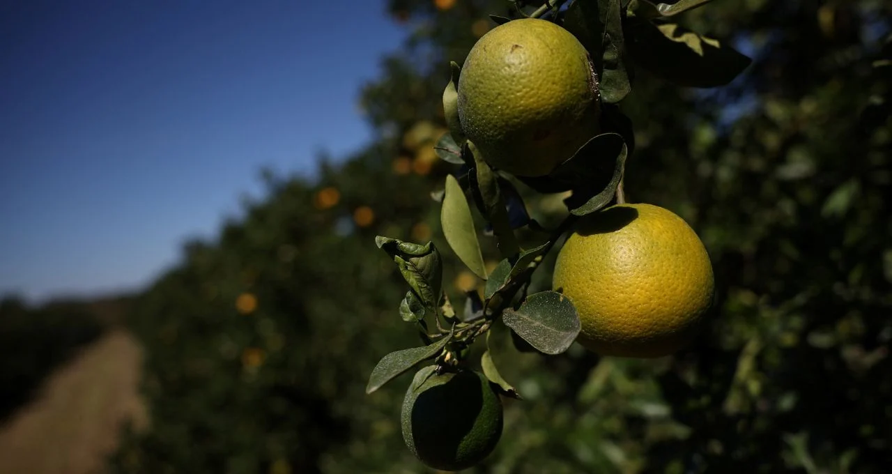 Estoques de Suco de Laranja Brasileiro Disparam 75% Pós-Alta de Preços: Demanda Global em Queda Explica o Fenômeno