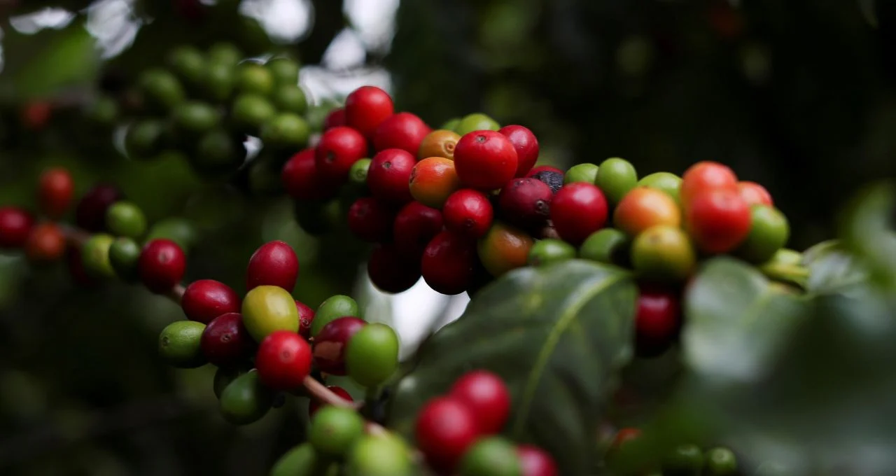 Vendas de Café do Brasil 2026/27 Lentas: Produtores Priorizam Estoque Disponível e Ignoram Nova Safra, Alerta Safras & Mercado