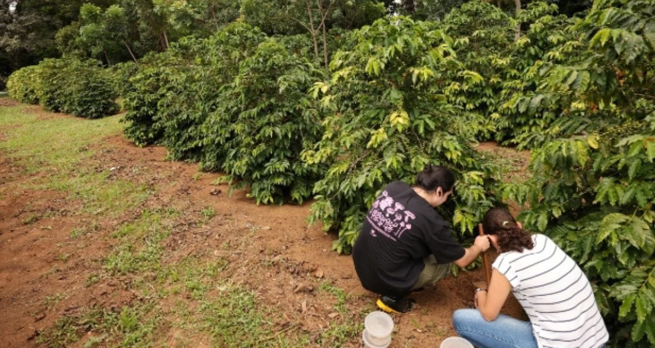 Café em Risco? Especialistas Alertam para Queda de Preços Semelhante ao Cacau, Preocupando Consumidores e Produtores