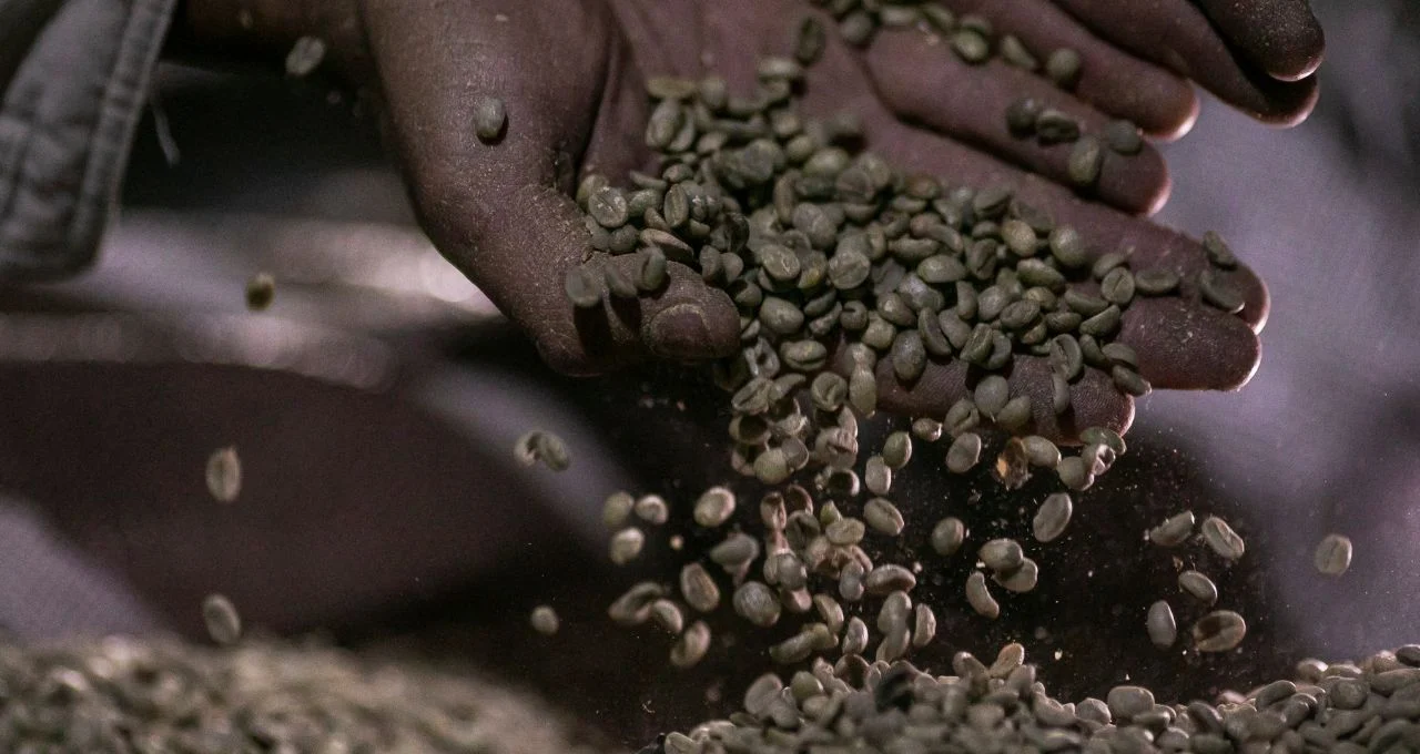 Café Eugenioides Brasileiro Raro Vale R$1 Milhão por Saca: Doçura e Baixa Cafeína Seduzem Mercado de Luxo