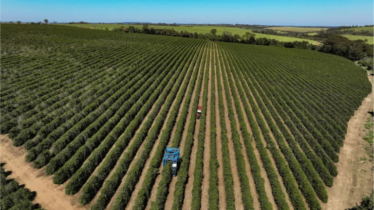 Agro Lidera Recuperação Judicial em 2025: Entenda os Fatores de Risco e o Impacto na Economia Brasileira