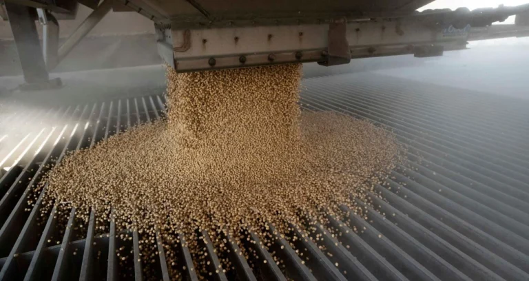 Alerta na Europa: Farelo de soja argentino e brasileiro é barrado por transgênicos não autorizados; Argentina contesta método holandês