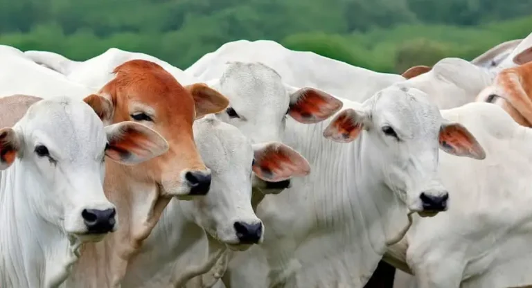 Exportação de Carne Bovina Brasileira em Risco: China Impõe Restrições e Previsão é de Queda de 10% em 2026