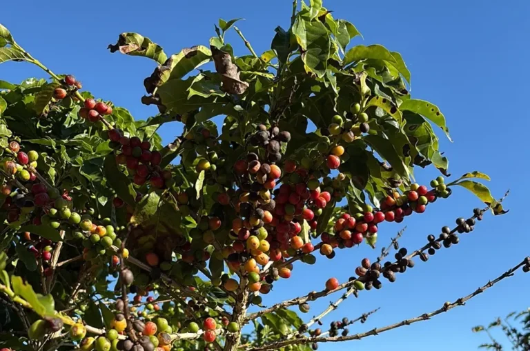El Niño e Crise em Ormuz Ameaçam Cafezinho em 2027: Produtores Enfrentam Alta nos Custos de Insumos e Irrigação