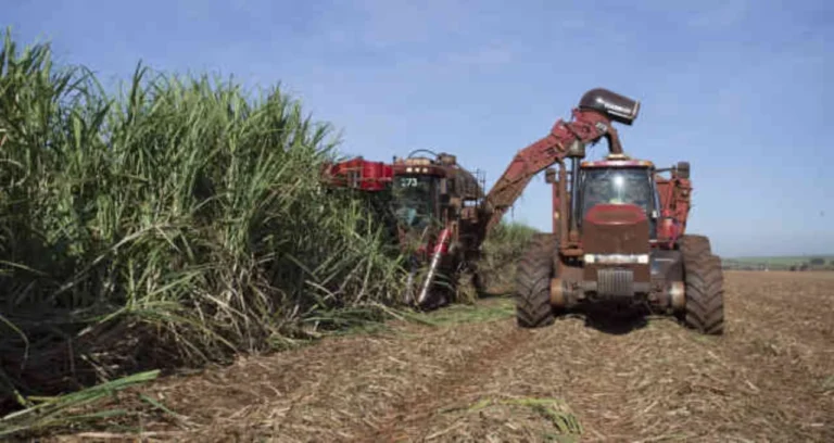 São Martinho (SMTO3) em Queda: Analistas de Itaú, BTG e XP Detalham Desafios Após Balanço do 4T26