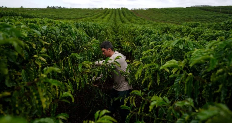 Safra Recorde de Café no Brasil: USDA Prevê Salto de 30% nas Exportações em 2026/27 impulsionada por Arábica