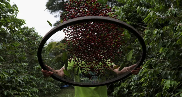 Exportação de Café do Brasil: Alta em Maio Impulsionada por Canéforas, Puxa Primeira Recuperação Mensal em 2026, Diz Cecafé