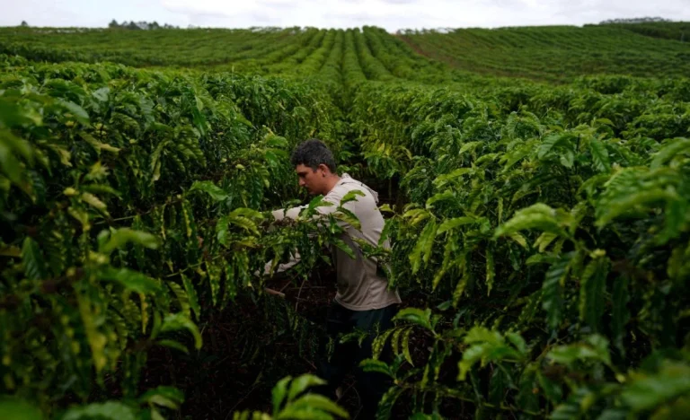 Safra Recorde de Café no Brasil: USDA Prevê Salto de 30% nas Exportações em 2026/27 impulsionada por Arábica