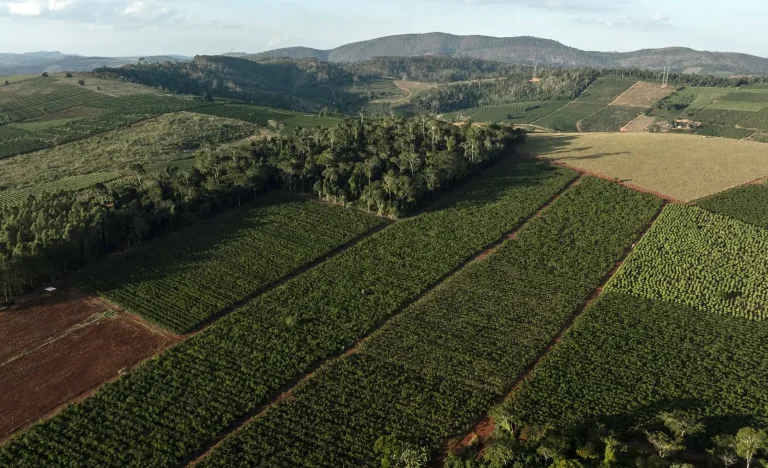 Dexco vende madeira, comercializa 1,2 milhão de metros cúbicos em pé para grupo do setor, operação visa desalavancagem e preserva maciço florestal dedicado a painéis