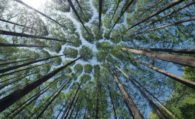 Eco Invest 3: Leilão Turbina R$ 53 Bilhões em Investimentos Sustentáveis com Capital Público e Privado