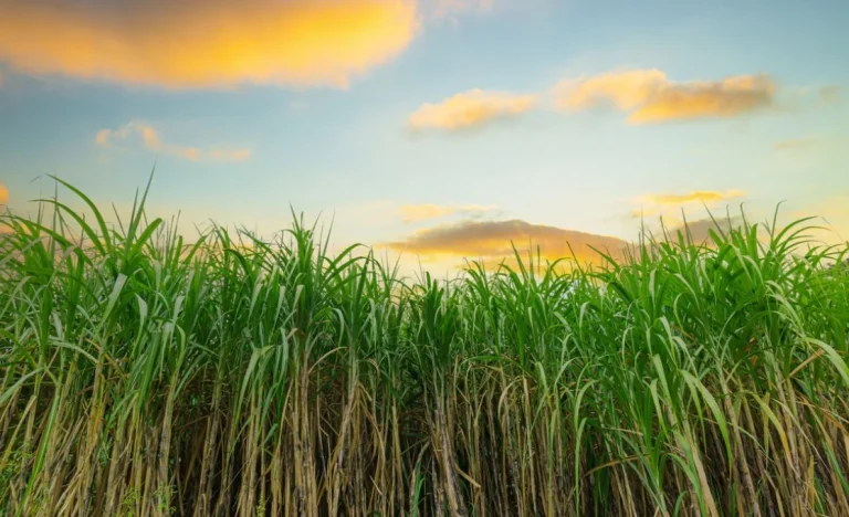 StoneX reduz previsão de açúcar e eleva etanol: Entenda o impacto no mercado global e o que esperar para 2026/27