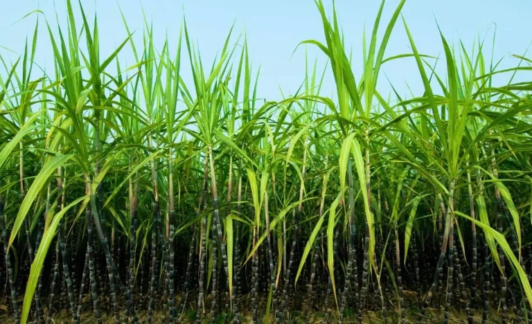 Açúcar em alta em Nova York: Previsão de déficit global impulsiona preços e surpreende mercado