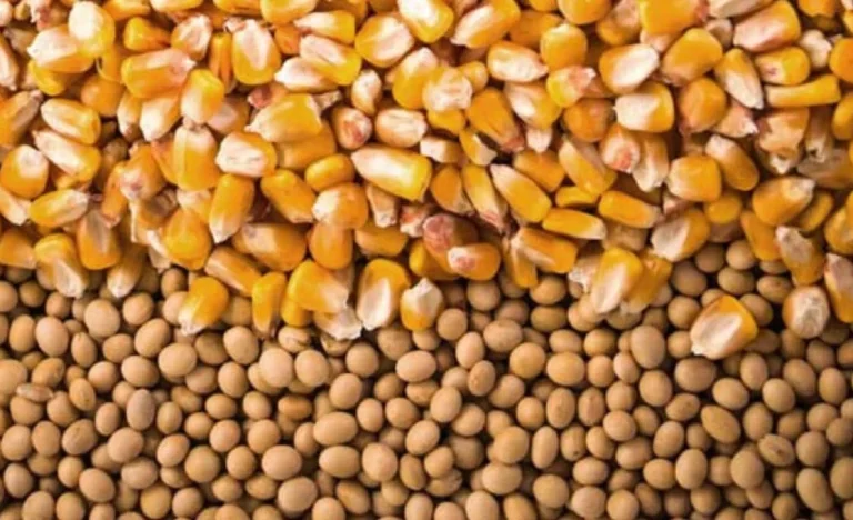 Milho e Soja Disparam em Chicago: Créditos de Biocombustíveis e Novas Regras do Tesouro dos EUA Impulsionam Preços