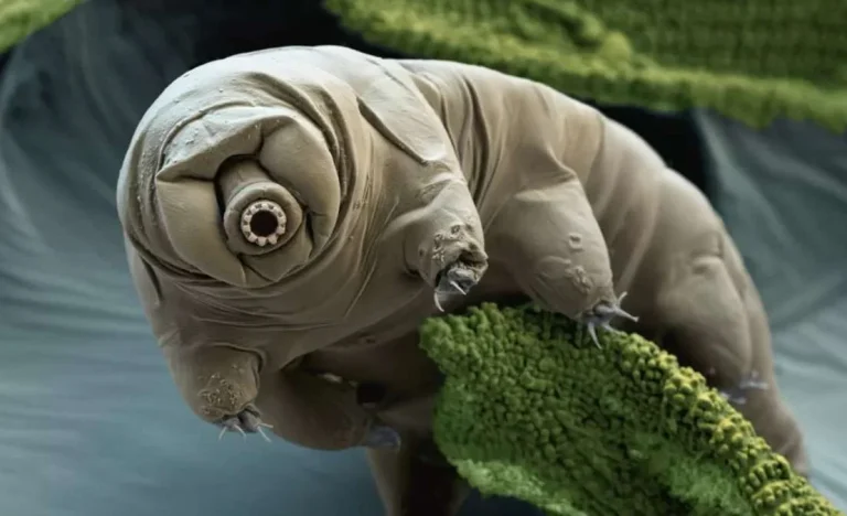 Guerra Nuclear? Tardígrado, o “Urso-d’Água”, Sobreviveria ao Fim do Mundo e Derrota Trump e Putin