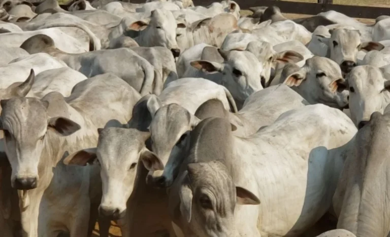 JBS e Minerva: UBS BB recomenda compra e vê potencial de dividendos, mas MBRF3 fica neutra