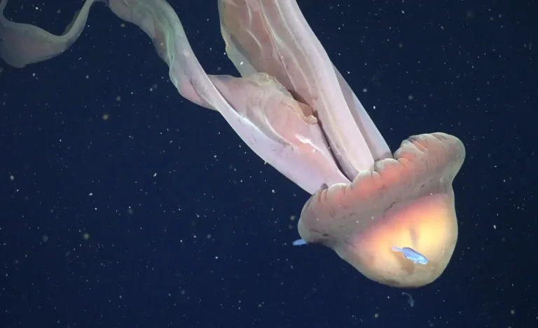 Flamengo x Sampaio Corrêa: Onde assistir ao jogo da Taça Guanabara hoje e confira a situação das equipes