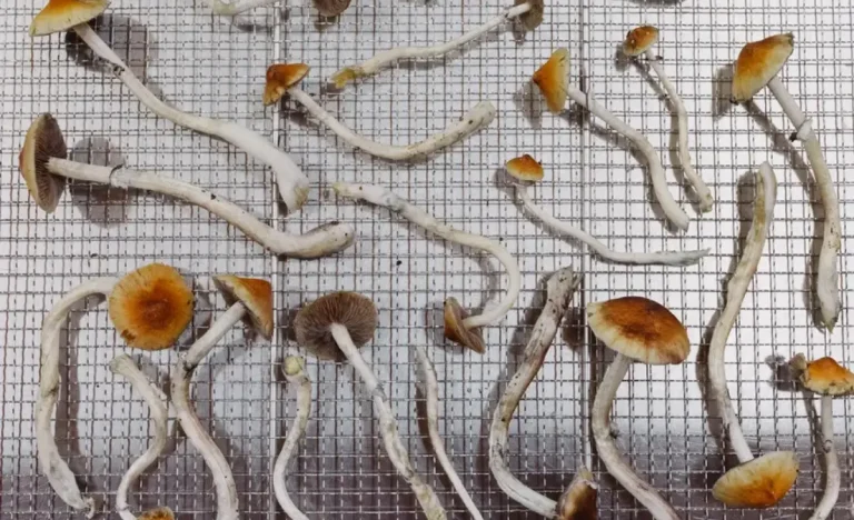 Vírus da Raiva Revela Segredo da Psilocibina no Cérebro Contra Depressão: Cogumelos Mágicos Desfazem Ciclos de Pensamento Negativo