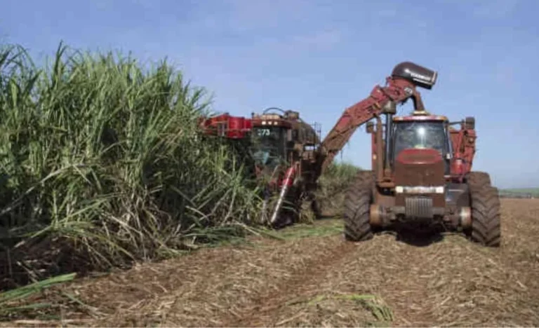 São Martinho (SMTO3): Lucro disparam 168,5% no 3T26 com créditos e derivativos, mas Ebitda e receita caem