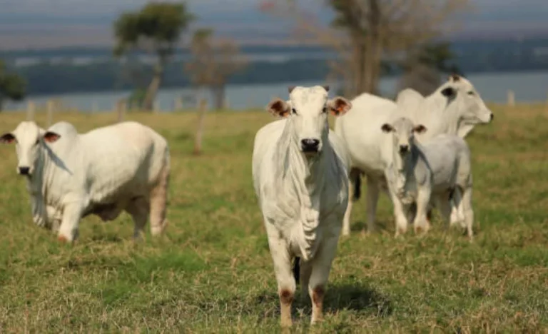 BTG Pactual Recomenda JBS: Frigorífico Único com Dividend Yield de 6% e Preço Atrativo para Investidores