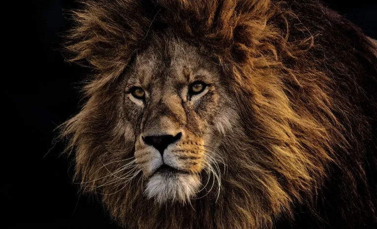 Imposto de Renda 2026: Como declarar contas globais e ativos no exterior sob a nova ‘Lei das Offshores’ e evitar multas