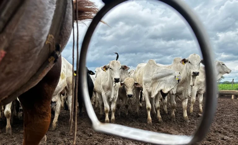 Ano do Cavalo: Corrida de Frigoríficos e Produtores por Cotas e Ciclo do Boi em 2026 Revela Disputa Acirrada com a China