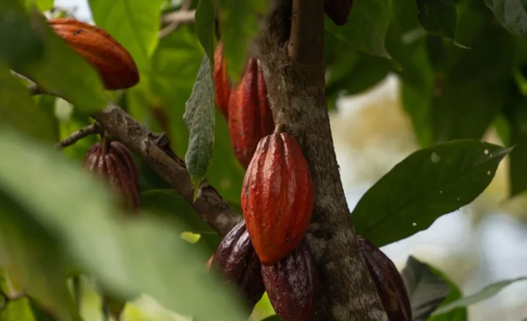 Cacau em Queda Livre: Futuros Afundam Mais de 10% na Semana, Café Também Sente o Baque e Recua 4,2%
