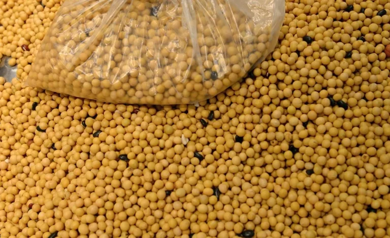 Soja Dispara: China e Biocombustíveis Impulsionam Preços a Máxima de 3 Meses em Chicago