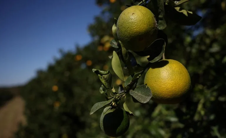 Estoques de Suco de Laranja Brasileiro Disparam 75% Pós-Alta de Preços: Demanda Global em Queda Explica o Fenômeno